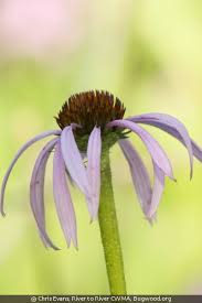 Image result for Echinacea pallida