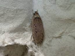 Attēlu rezultāti vaicājumam “Agonopterix hypericella imago”