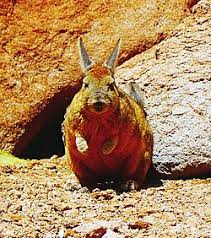 Image result for viscacha