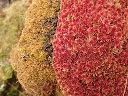 Attēlu rezultāti vaicājumam “Sphagnum austinii”