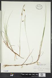 Attēlu rezultāti vaicājumam “Carex limosa fruit”