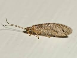 Attēlu rezultāti vaicājumam “Hemerobiidae”