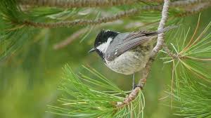 Attēlu rezultāti vaicājumam “Periparus ater”