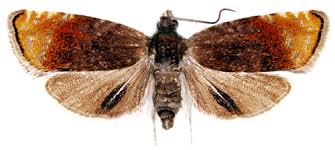 Attēlu rezultāti vaicājumam “Pammene rhediella”