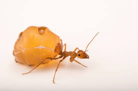 Attēlu rezultāti vaicājumam “Antrodia crassa”