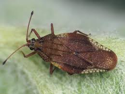 Attēlu rezultāti vaicājumam “Physatocheila smreczynskii”