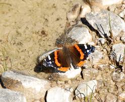 Attēlu rezultāti vaicājumam “Vanessa atalanta”