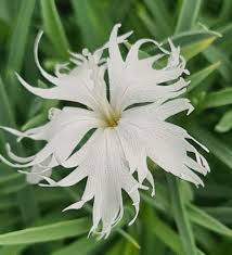 Attēlu rezultāti vaicājumam “Dianthus arenarius”