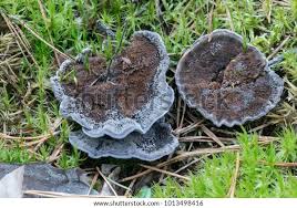 Attēlu rezultāti vaicājumam “Phellodon niger”