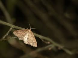 Attēlu rezultāti vaicājumam “Agriopis marginaria”