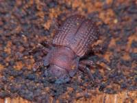 Attēlu rezultāti vaicājumam “Bolitophagus reticulatus larva”