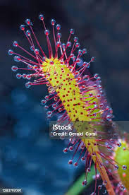 Attēlu rezultāti vaicājumam “Drosera anglica leaf”