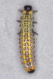 Attēlu rezultāti vaicājumam “Argidae”