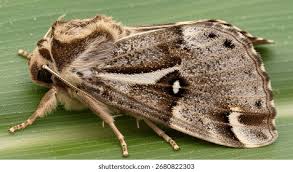 Attēlu rezultāti vaicājumam “Noctuidae”