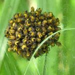 Attēlu rezultāti vaicājumam “Belbodamaeus sp.”