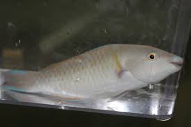 Image result for Scarus rubroviolaceus