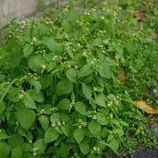 Attēlu rezultāti vaicājumam “Galinsoga quadriradiata leaf”