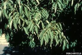 Attēlu rezultāti vaicājumam “Phellodendron amurense”