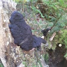 Attēlu rezultāti vaicājumam “Brefeldia maxima young”