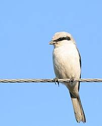 Attēlu rezultāti vaicājumam “Lanius excubitor adult”