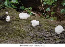 Attēlu rezultāti vaicājumam “Reticularia lycoperdon young”