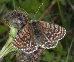 Attēlu rezultāti vaicājumam “Melitaea didyma”