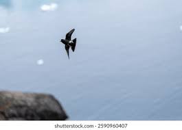 Image result for Oceanites oceanicus