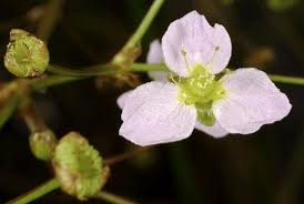 Attēlu rezultāti vaicājumam “Alisma gramineum flower”