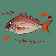 Image result for Pagellus bogaraveo