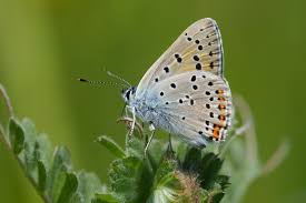 Attēlu rezultāti vaicājumam “Lycaena alciphron”