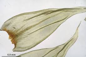 Attēlu rezultāti vaicājumam “Antitrichia curtipendula”