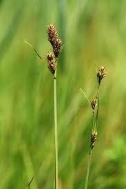 Attēlu rezultāti vaicājumam “Carex buxbaumii”