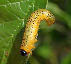 Attēlu rezultāti vaicājumam “Argidae larva”