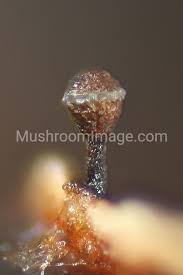 Attēlu rezultāti vaicājumam “Licea minima macro”