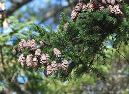 Attēlu rezultāti vaicājumam “Collaria rubens”