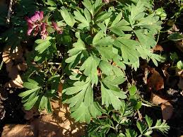 Attēlu rezultāti vaicājumam “Corydalis solida flower”