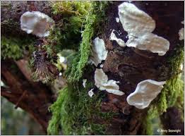 Attēlu rezultāti vaicājumam “Skeletocutis nivea”