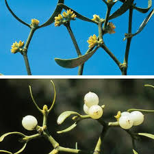 Attēlu rezultāti vaicājumam “Viscum album female flower”