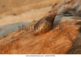 Attēlu rezultāti vaicājumam “Lymnaeidae”