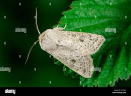 Attēlu rezultāti vaicājumam “Orthosia gracilis”