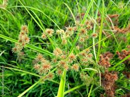 Attēlu rezultāti vaicājumam “Cyperaceae”