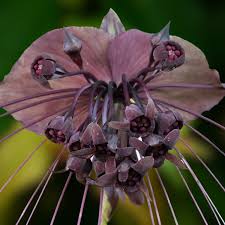 Image result for Tacca chantrieri