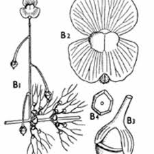 Attēlu rezultāti vaicājumam “Lentibulariaceae”