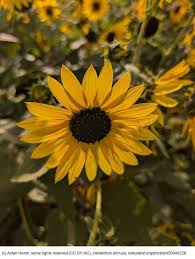 Attēlu rezultāti vaicājumam “Helianthus annuus flower”