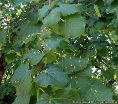 Attēlu rezultāti vaicājumam “Eriophyes tiliae”