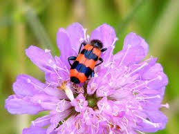 Attēlu rezultāti vaicājumam “Trichodes apiarius”
