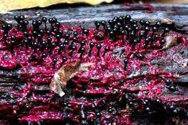 Attēlu rezultāti vaicājumam “Metatrichia floriformis spores”