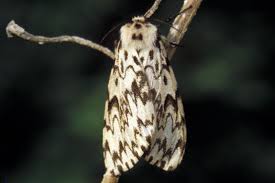 Attēlu rezultāti vaicājumam “Lymantria monacha”