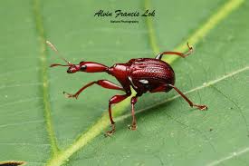 Attēlu rezultāti vaicājumam “Attelabidae”