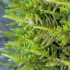 Attēlu rezultāti vaicājumam “Cratoneuron filicinum”